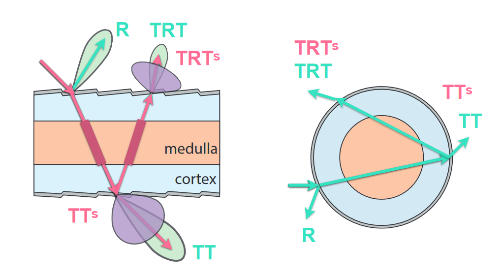 Double Cylinde Model