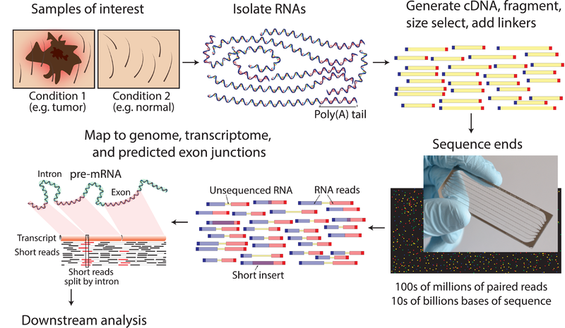 Difference Between Microarray and RNA Sequencing